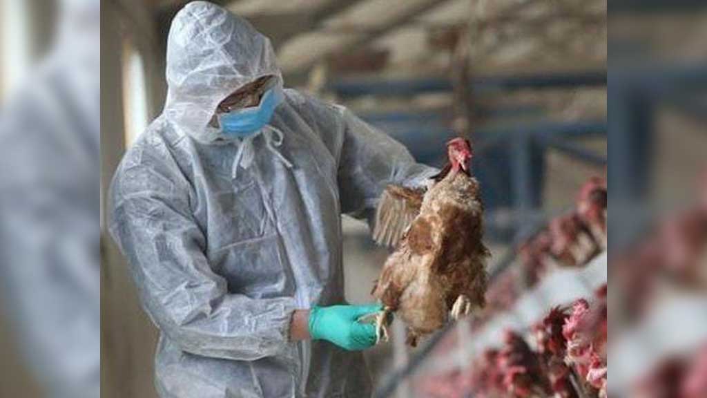 Flu Burung