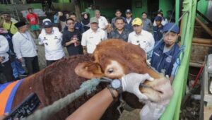 Pemkot Tangsel Perketat Pengawasan Jelang Iduladha, Pilar Jelaskan Ini